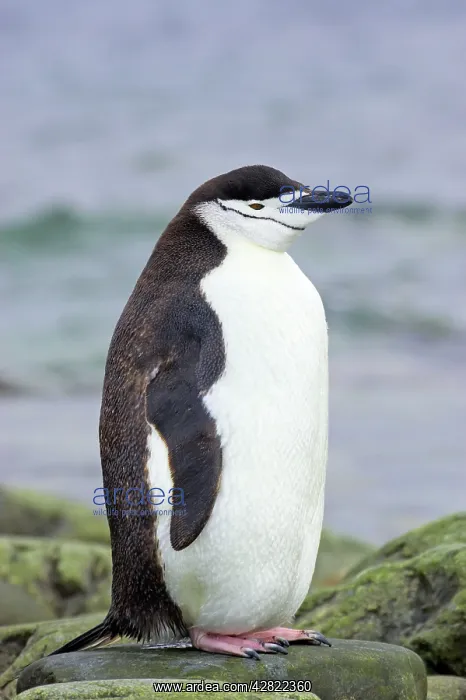 : Chinstrap Penguin : Chinstrap Penguin