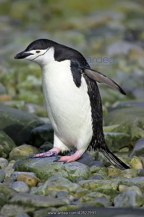 : Chinstrap Penguin : Chinstrap Penguin
