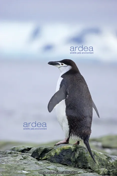: Chinstrap Penguin : Chinstrap Penguin