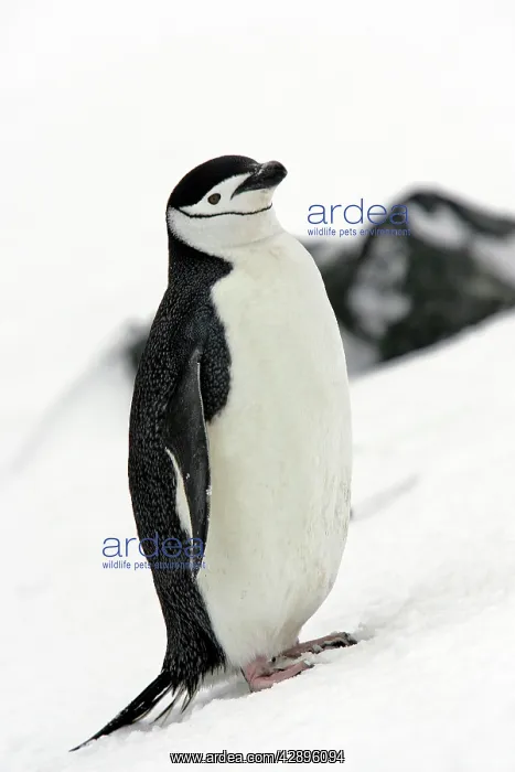 : Chinstrap Penguin : Chinstrap Penguin