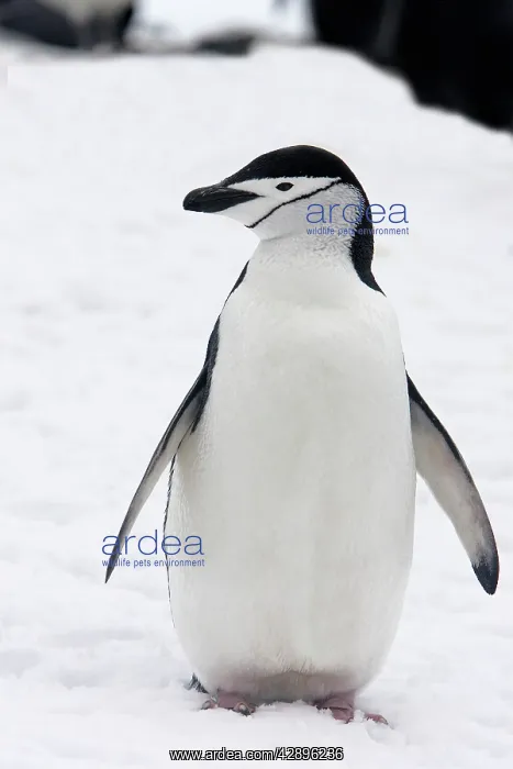 : Chinstrap Penguin : Chinstrap Penguin