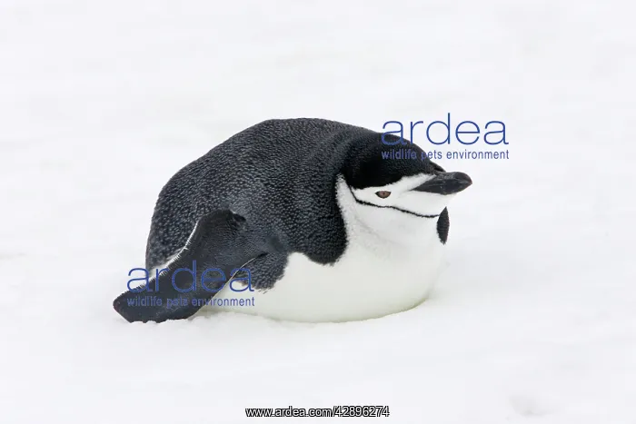 : Chinstrap Penguin : Chinstrap Penguin