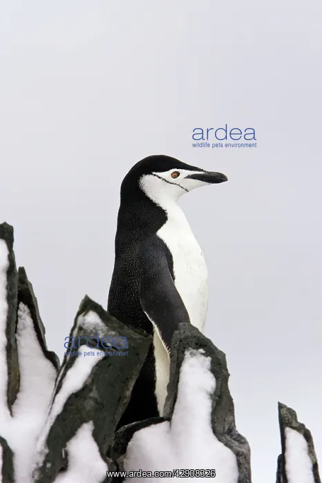 : Chinstrap Penguin : Chinstrap Penguin