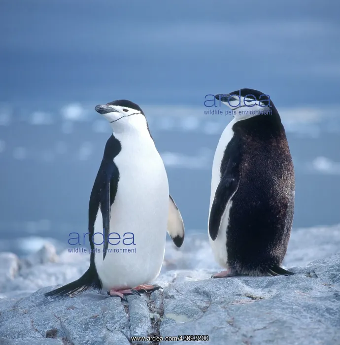 : Chinstrap Penguin : Chinstrap Penguin