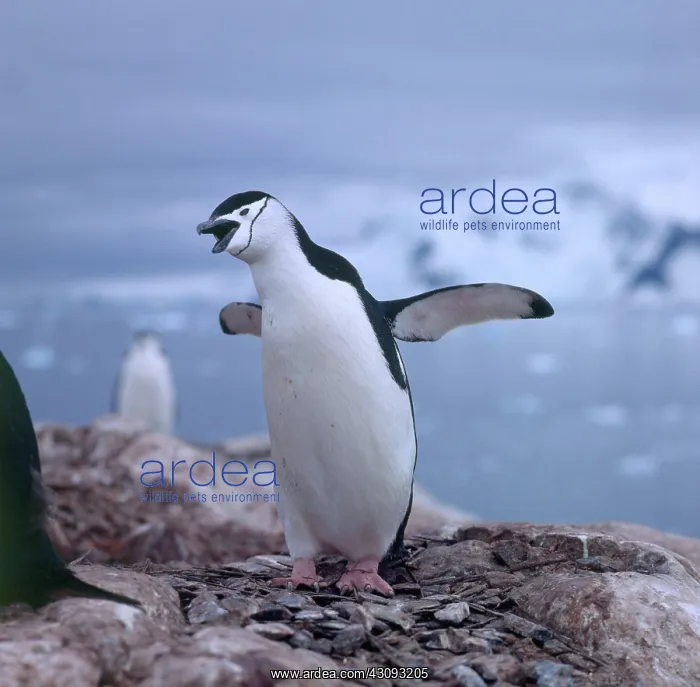 : Chinstrap Penguin : Chinstrap Penguin
