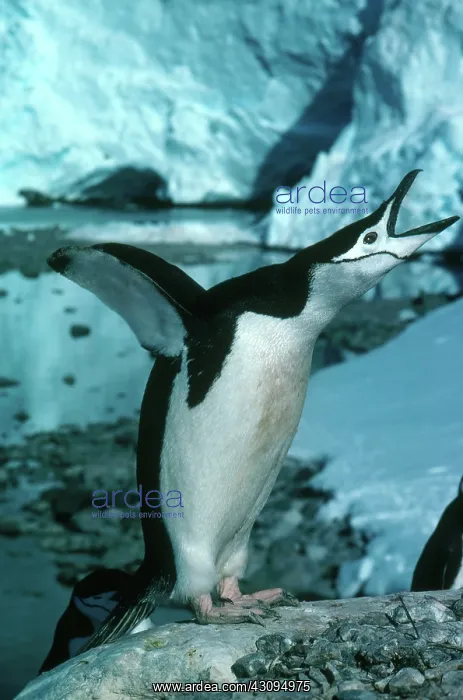 : Chinstrap Penguin : Chinstrap Penguin
