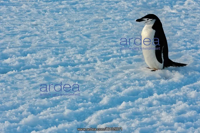 : Chinstrap Penguin : Chinstrap Penguin