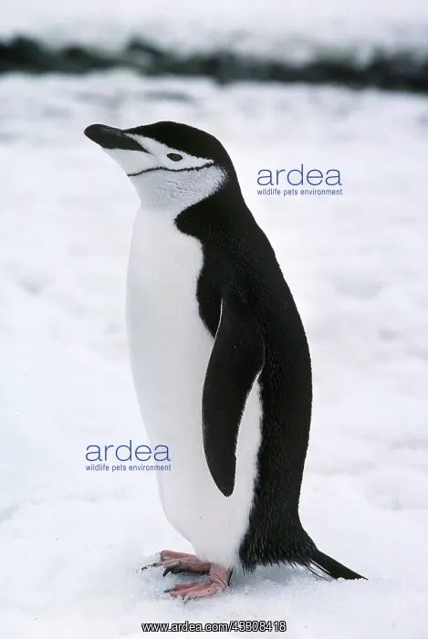 : CHINSTRAP PENGUIN : CHINSTRAP PENGUIN