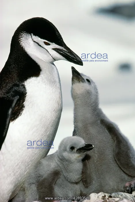 : CHINSTRAP PENGUIN - adult with two chicks, one begging : CHINSTRAP PENGUIN - adult with two chicks, one begging