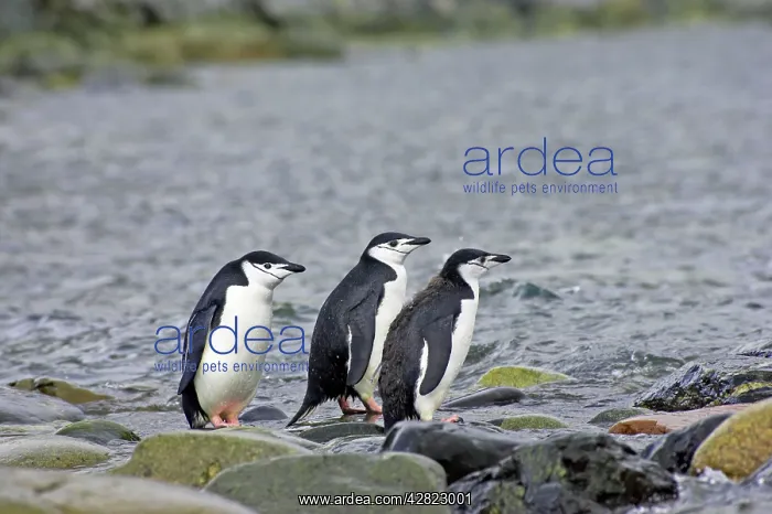  : Chinstrap Penguin - Adults and full grown chick by shore
