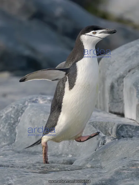 : Chinstrap penguin. Antarctica, Palmer Archipelago : Chinstrap penguin. Antarctica, Palmer Archipelago