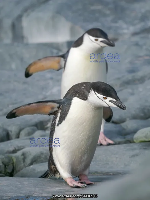 : Chinstrap penguin. Antarctica, Palmer Archipelago : Chinstrap penguin. Antarctica, Palmer Archipelago