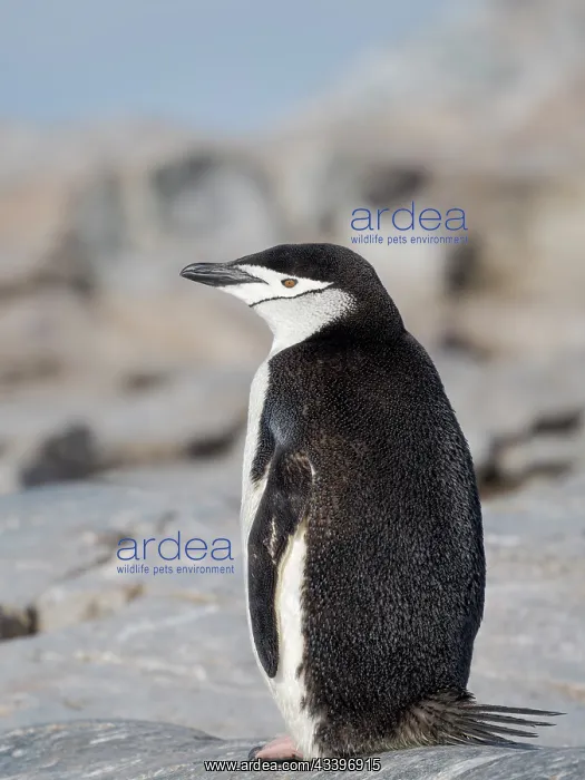 : Chinstrap penguin. Antarctica, Palmer Archipelago : Chinstrap penguin. Antarctica, Palmer Archipelago