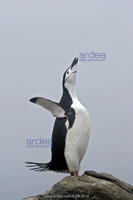 : Chinstrap Penguin - Barrientos island - Antarctica : Chinstrap Penguin - Barrientos island - Antarctica