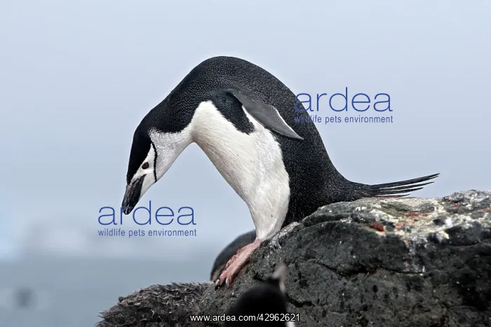 : Chinstrap Penguin - Barrientos island - Antarctica : Chinstrap Penguin - Barrientos island - Antarctica