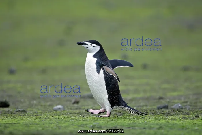 : Chinstrap Penguin - Barrientos island - Antarctica : Chinstrap Penguin - Barrientos island - Antarctica