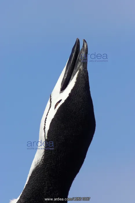 : Chinstrap Penguin - braying : Chinstrap Penguin - braying