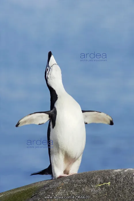 : Chinstrap Penguin - braying : Chinstrap Penguin - braying