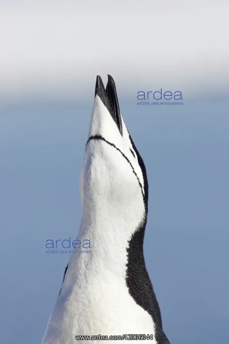 : Chinstrap Penguin - braying : Chinstrap Penguin - braying