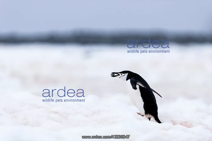 : Chinstrap Penguin carrying a stone in its mouth : Chinstrap Penguin carrying a stone in its mouth