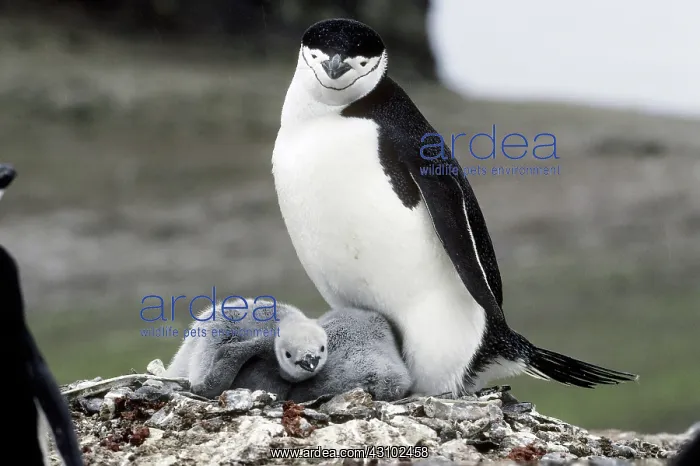 : Chinstrap Penguin and chicks : Chinstrap Penguin and chicks