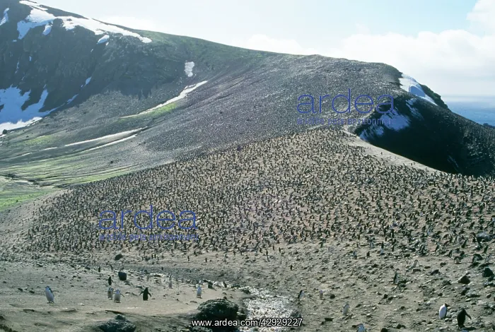: Chinstrap Penguin - colony : Chinstrap Penguin - colony