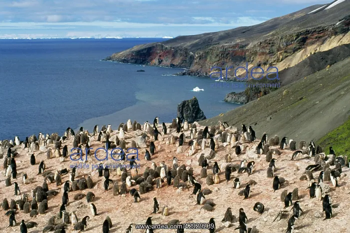 : Chinstrap Penguin - colony : Chinstrap Penguin - colony