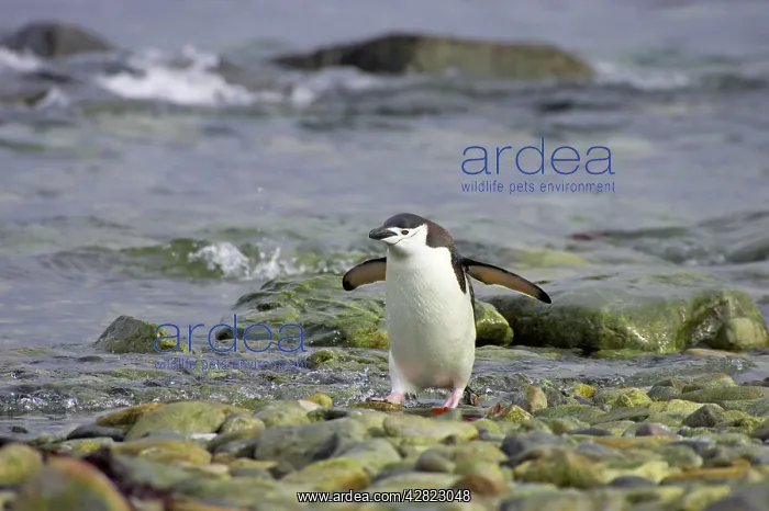 : Chinstrap Penguin - Coming ashore : Chinstrap Penguin - Coming ashore