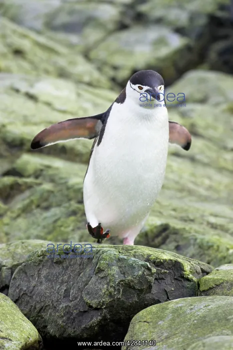 : Chinstrap Penguin - Crossing rocky shore : Chinstrap Penguin - Crossing rocky shore