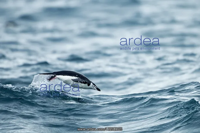 : Chinstrap Penguin, Deception Island, Antarctica : Chinstrap Penguin, Deception Island, Antarctica