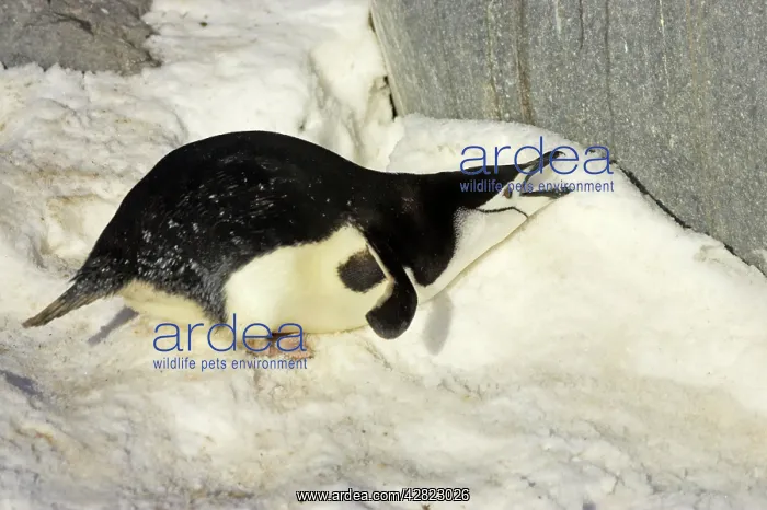 : Chinstrap Penguin - Eating snow : Chinstrap Penguin - Eating snow
