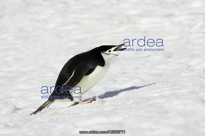 : Chinstrap Penguin - eating snow : Chinstrap Penguin - eating snow