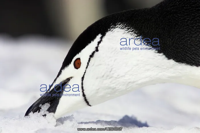 : Chinstrap Penguin - eating snow : Chinstrap Penguin - eating snow