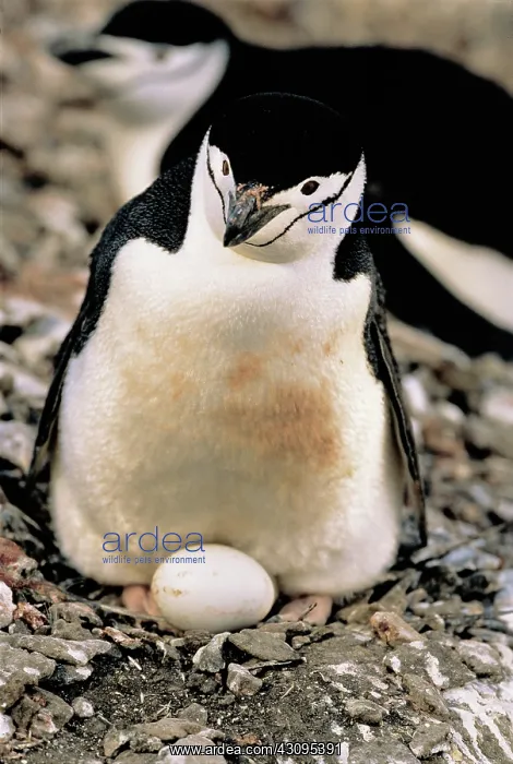: Chinstrap Penguin with egg : Chinstrap Penguin with egg