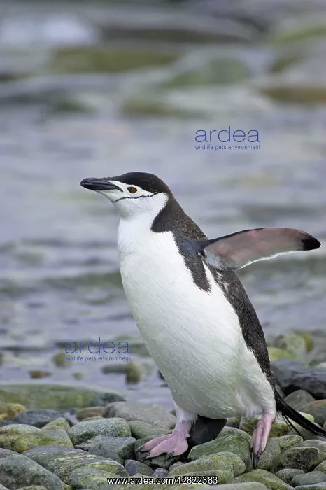 : Chinstrap Penguin - Emerging from sea : Chinstrap Penguin - Emerging from sea