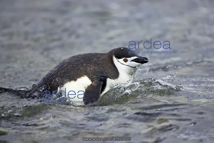 : Chinstrap Penguin - Emerging from sea : Chinstrap Penguin - Emerging from sea