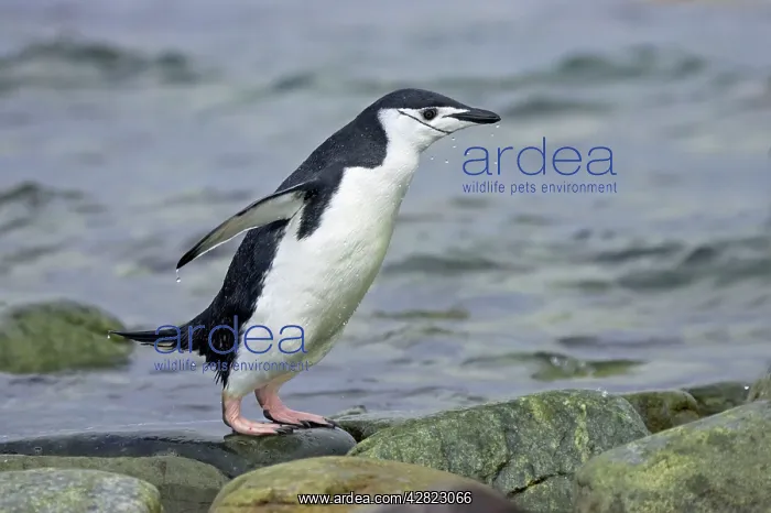 : Chinstrap Penguin - Emerging from sea : Chinstrap Penguin - Emerging from sea