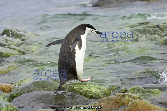 : Chinstrap Penguin - Entering sea : Chinstrap Penguin - Entering sea