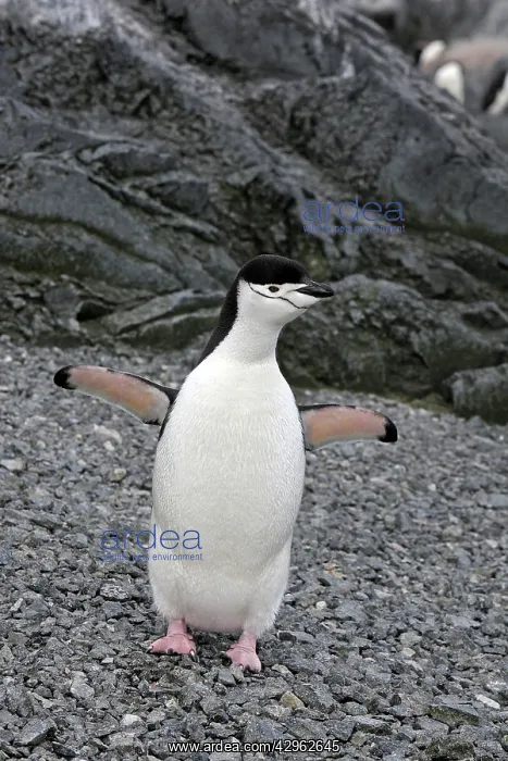 : Chinstrap Penguin - Gourdin island - Antarctica : Chinstrap Penguin - Gourdin island - Antarctica
