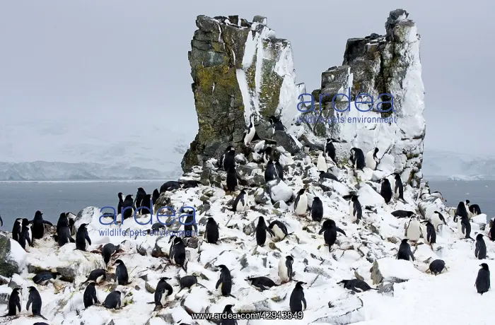 : Chinstrap Penguin - On Half Moon Island breeding : Chinstrap Penguin - On Half Moon Island breeding