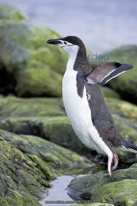 : Chinstrap Penguin - Jumping from rock to rock : Chinstrap Penguin - Jumping from rock to rock
