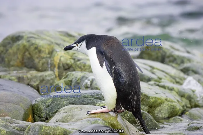 : Chinstrap Penguin - Just emerged from sea : Chinstrap Penguin - Just emerged from sea