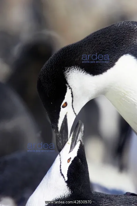 : Chinstrap Penguin - mating : Chinstrap Penguin - mating