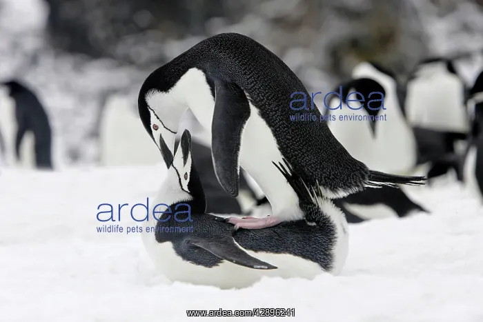 : Chinstrap Penguin - mating : Chinstrap Penguin - mating