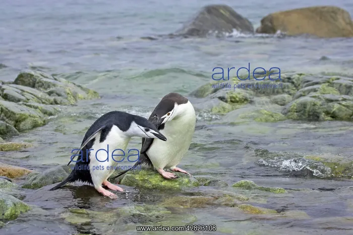 : Chinstrap Penguin - Pair by sea : Chinstrap Penguin - Pair by sea