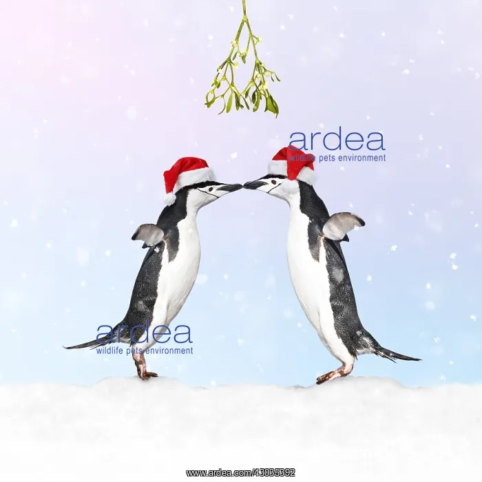: Chinstrap Penguin, pair wearing Christmas hats : Chinstrap Penguin, pair wearing Christmas hats