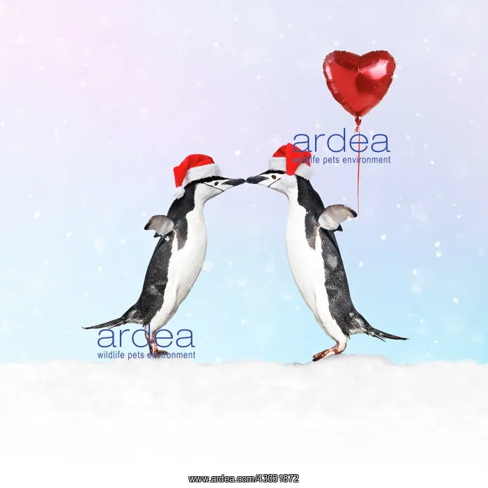 : Chinstrap Penguin, pair wearing Christmas hats kissing : Chinstrap Penguin, pair wearing Christmas hats kissing