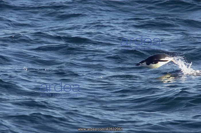 : Chinstrap Penguin - Porpoising : Chinstrap Penguin - Porpoising