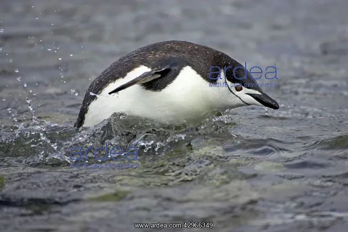  : Chinstrap Penguin - porpoising in shallows