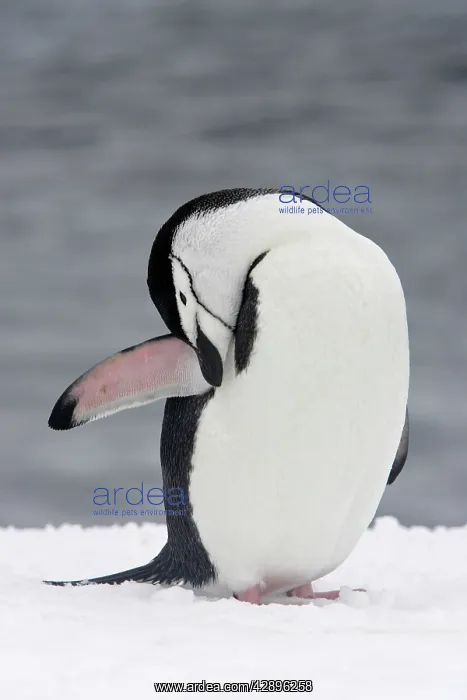 : Chinstrap Penguin - preening : Chinstrap Penguin - preening